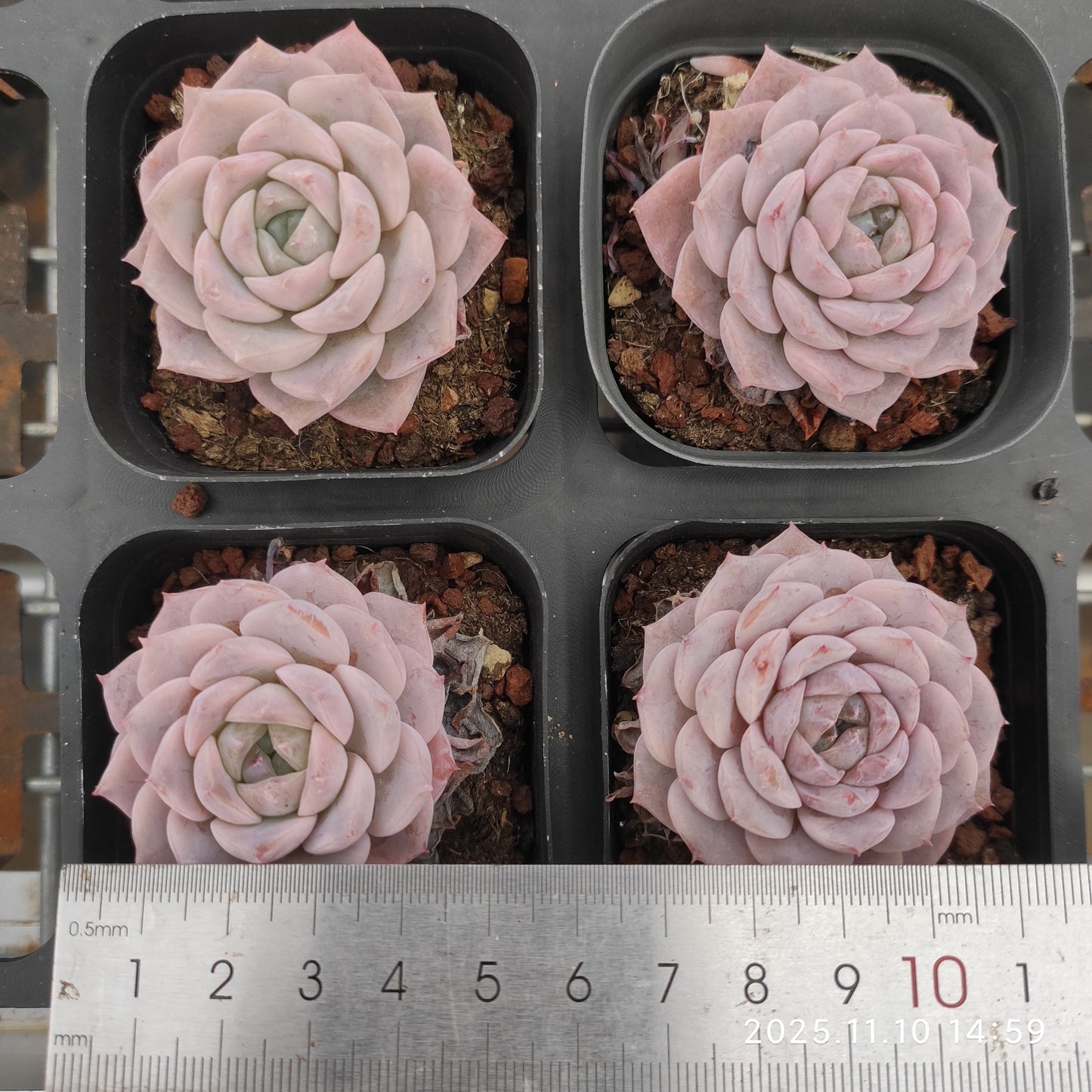 80552 Echeveria Elly Queen x Helena (6.5cm pot size)