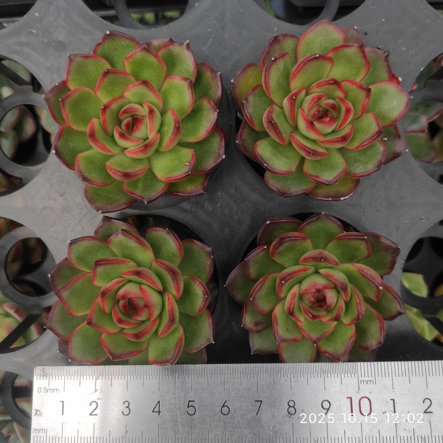 3009 Echeveria Red Moran (5.5cm pot size)