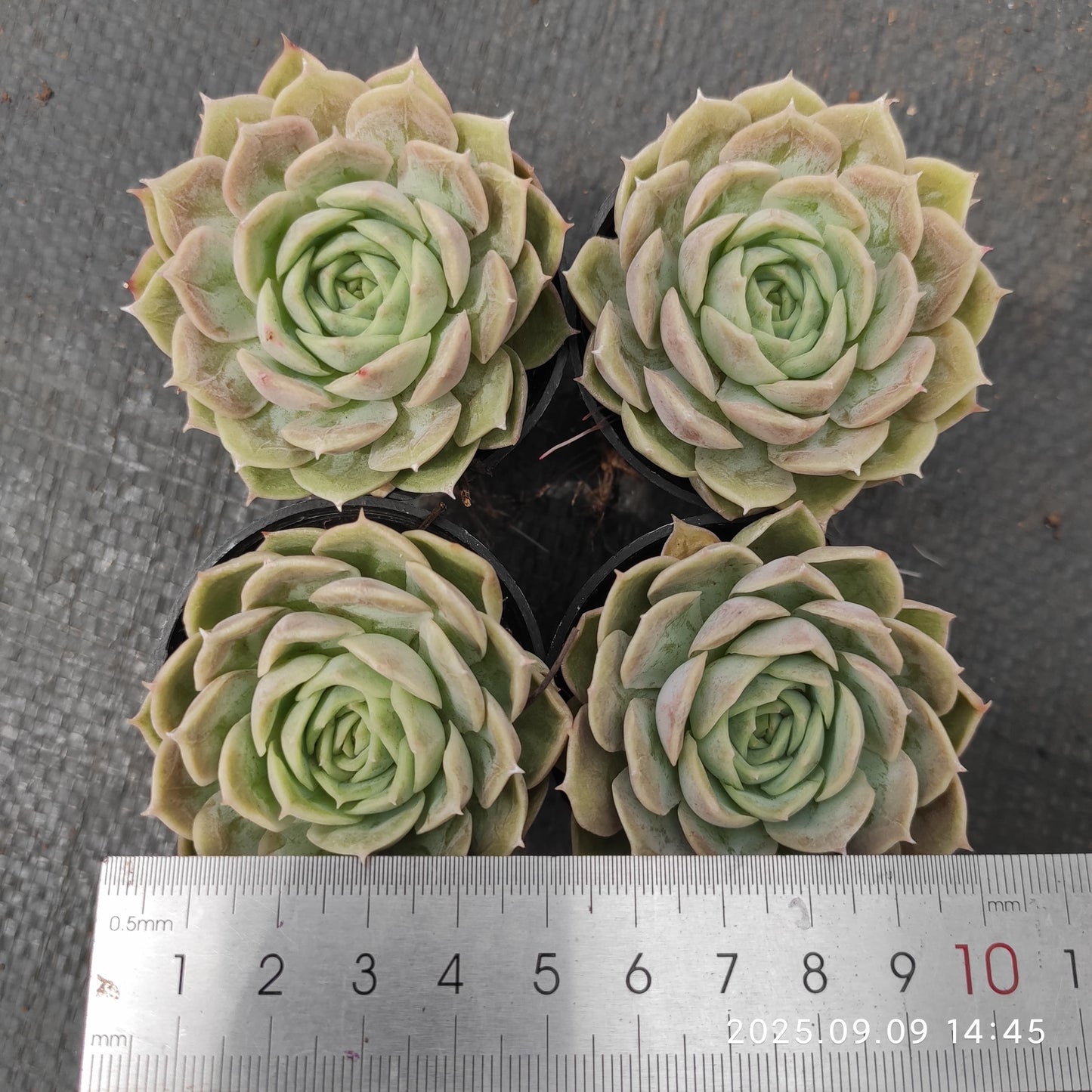 MMT683 Echeveria Onslow(5.5cm pot size)