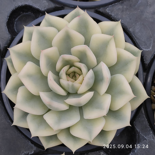 MMY1031 Echeveria Moon Fairy Variegated(9cm pot size)
