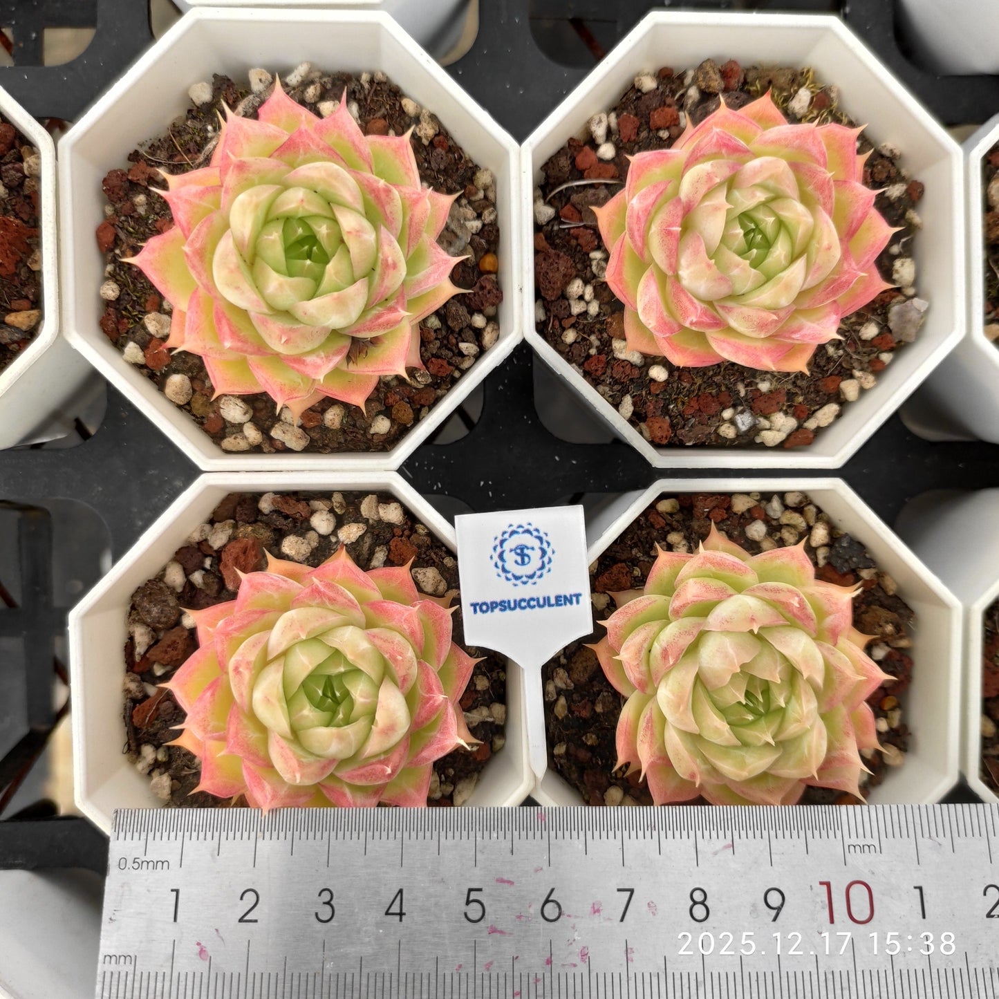 2149 Echeveria Queen x Pink Crystal Rose (7cm pot size)