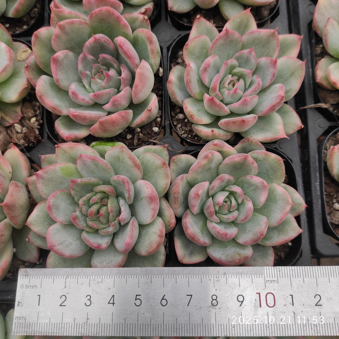 21865 Echeveria Prodidity Variegated (6.3cm pot size)