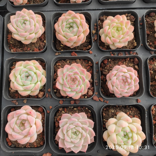 LMM314 Echeveria Cream Rose Hyb(6.5cm pot size)