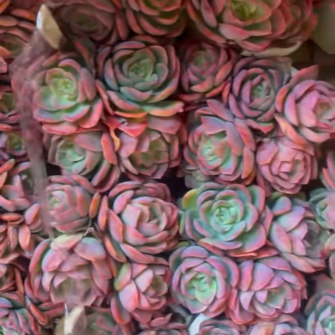 23648 Echeveria Luella (14cm pot size)