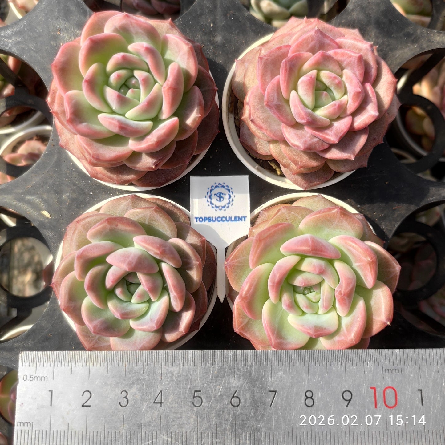 25595 Echeveria Legend (5.5cm pot size)