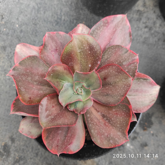 TPKM052 Echeveria cv. Takasagonookina  Variegated(10cm pot size)