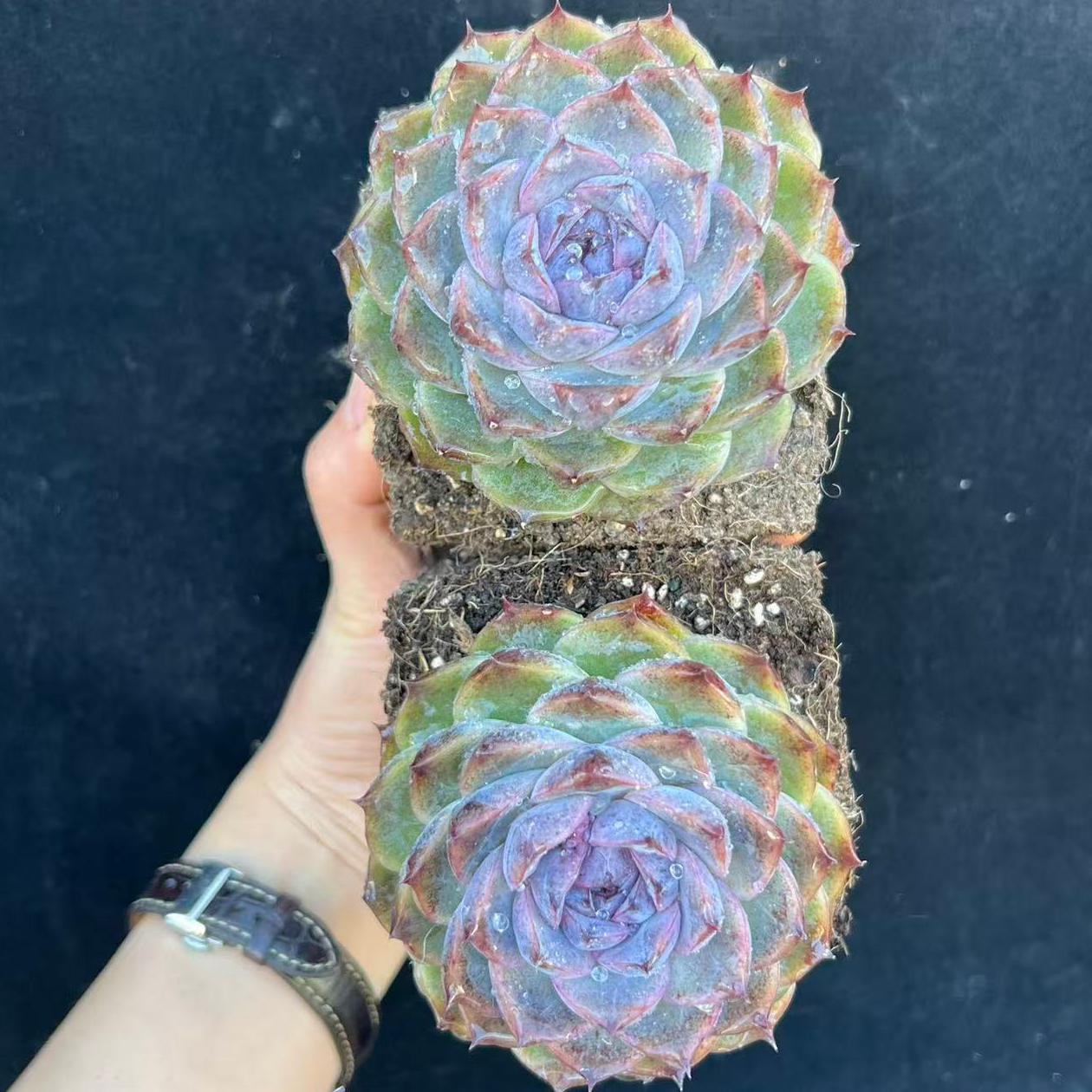 24021 Echeveria Amethyst (10cm pot size)