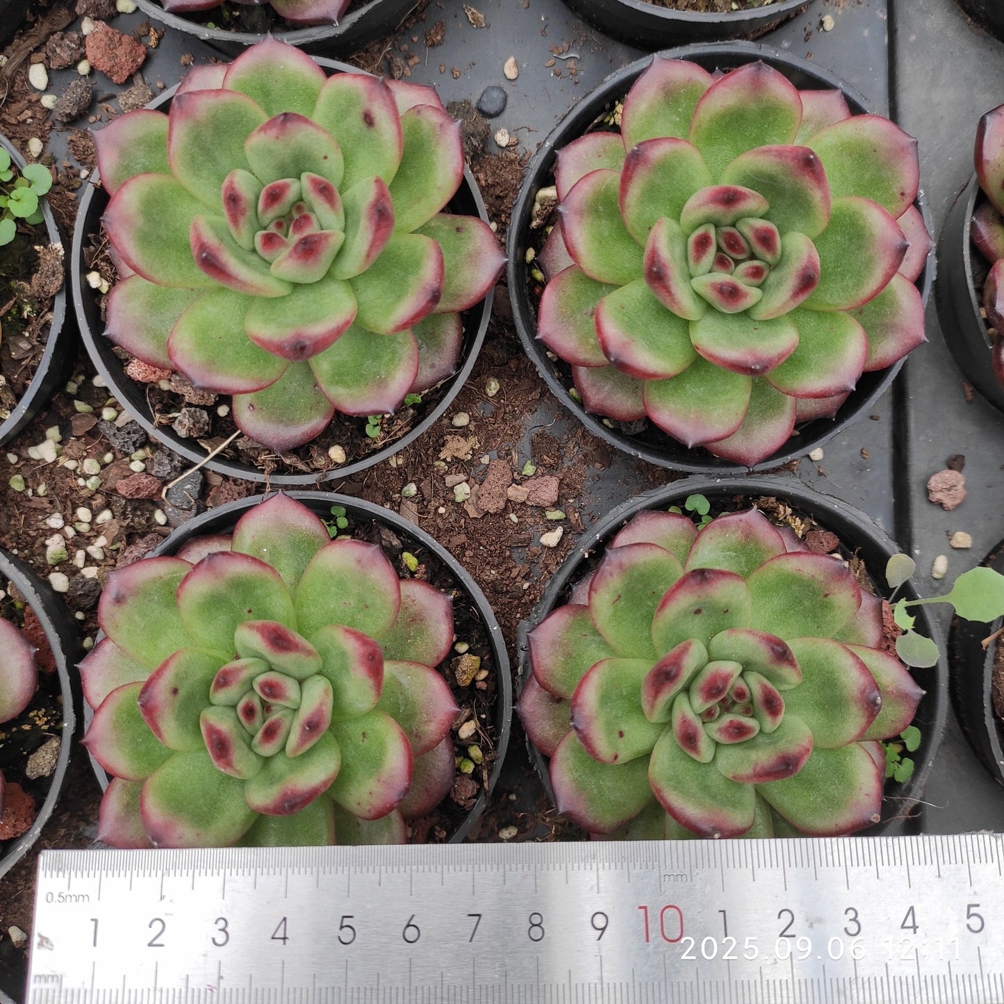 RC165 Echeveria TM(9cm pot size)