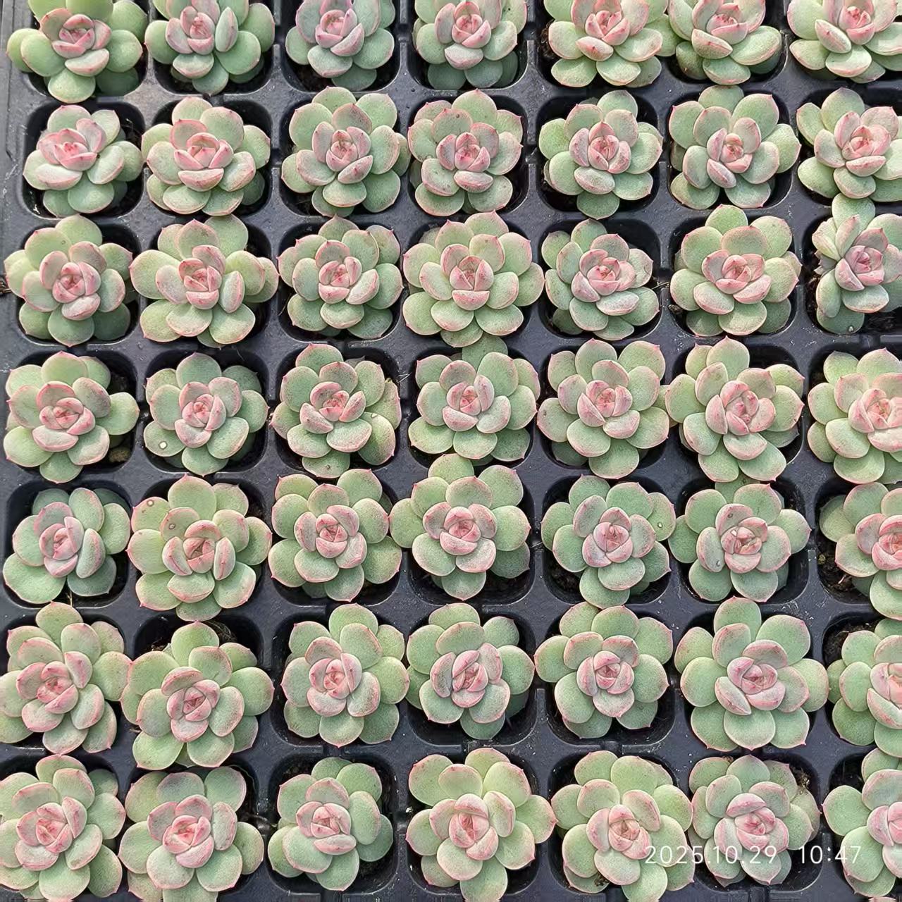 21698 Echeveria Quicksand (3cm pot size)