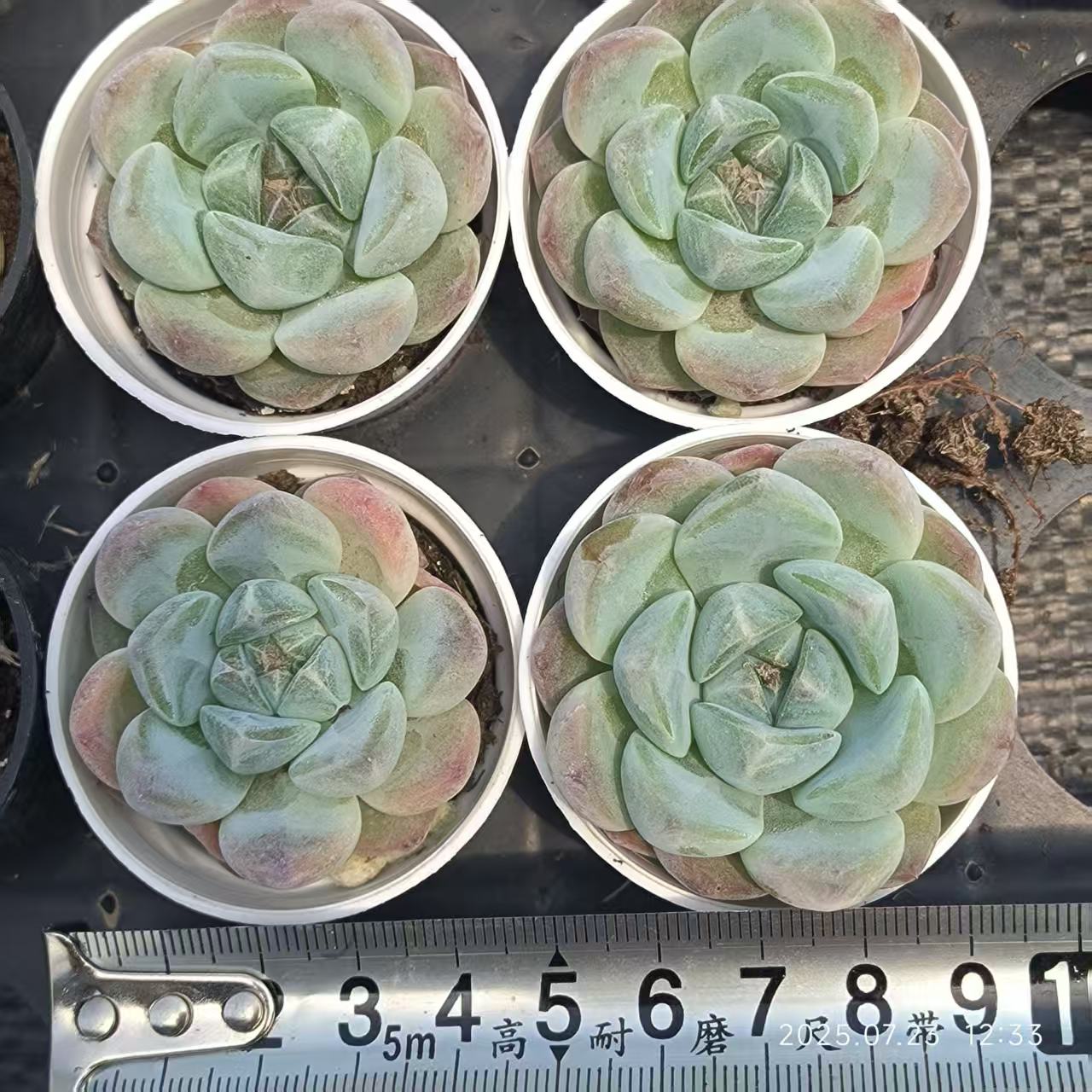 4385 Echeveria Fortitude (5cm pot size)