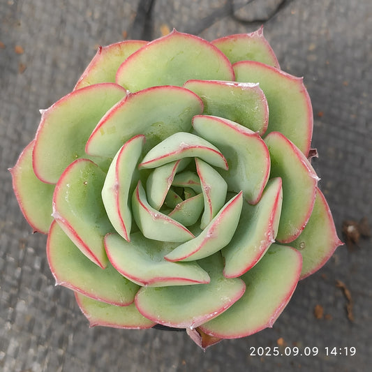 MMT458 Echeveria Modan Jeong(5.5cm pot size)