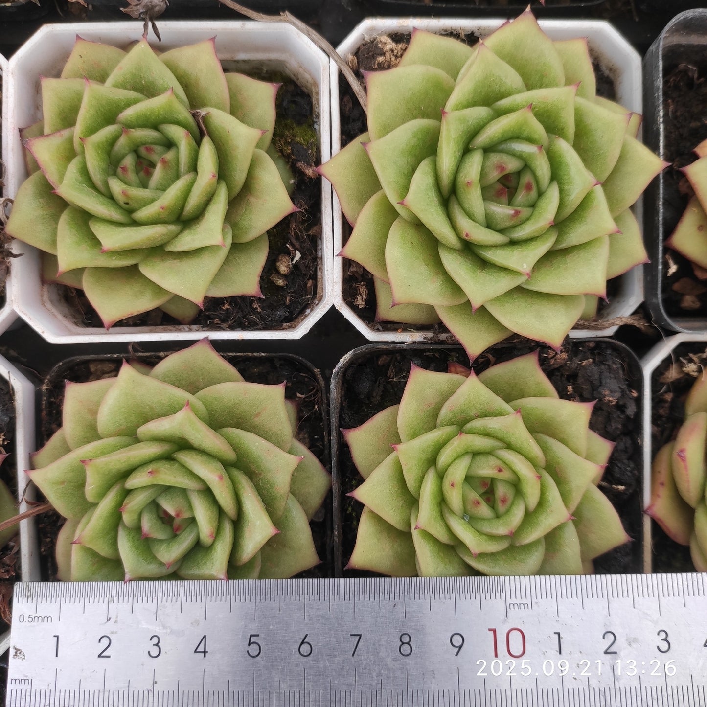 12531 Echeveria Rambler (7cm pot size)