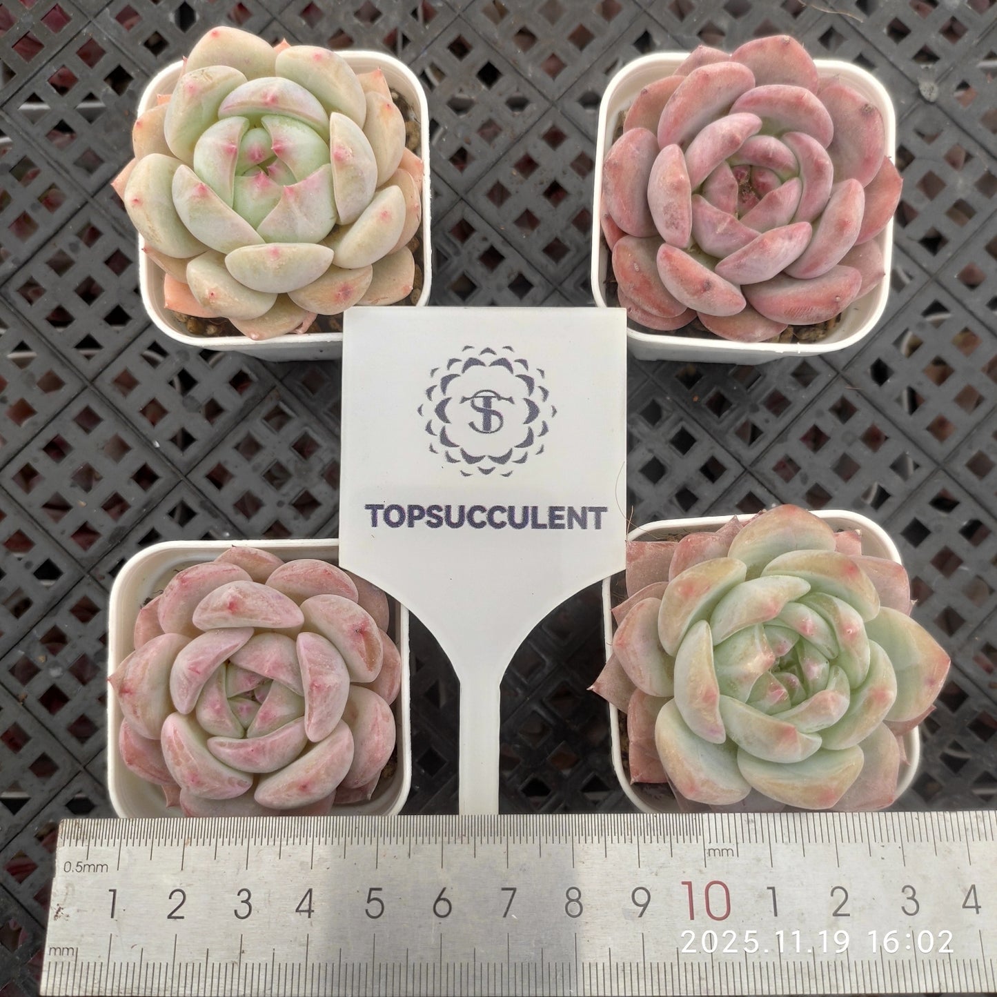 21894 Echeveria Nectarine (5.5cm pot size)