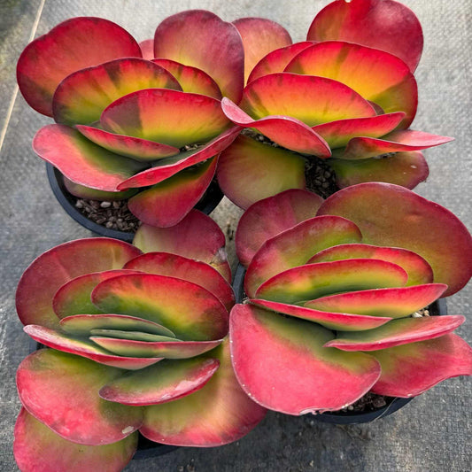 25385 Echeveria Kalanchoe Thyrsifolia Variegated (12cm pot size)