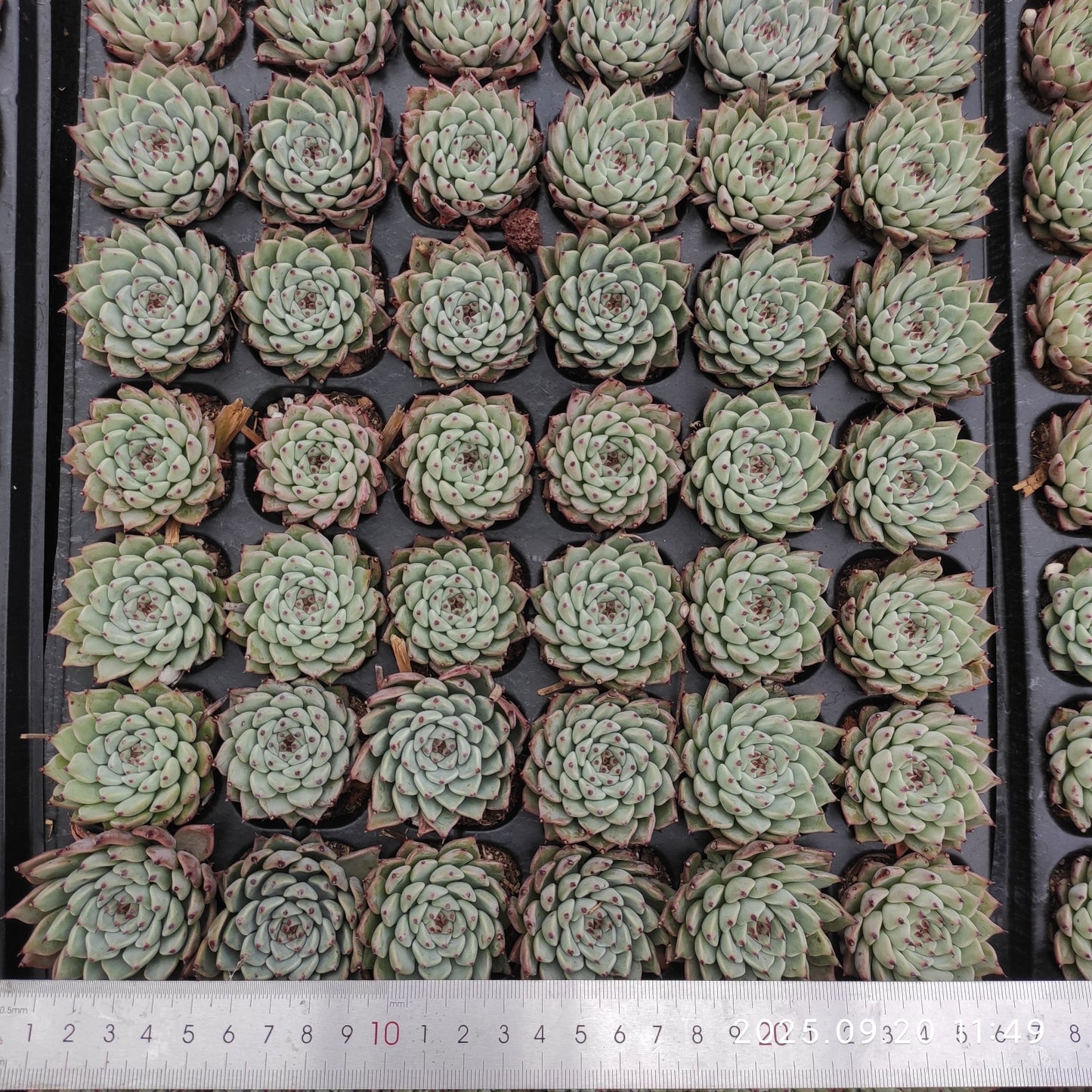 21217 Echeveria Original Zaragosa (3cm pot size)