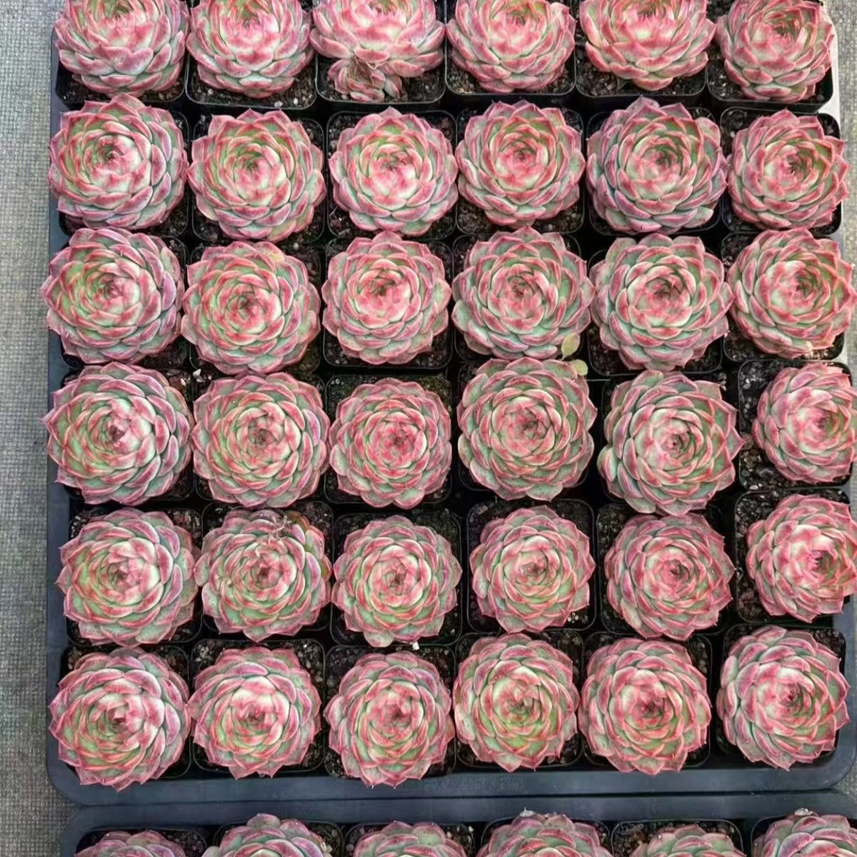 QNY189 Echeveria Magic Pill(7cm pot size)