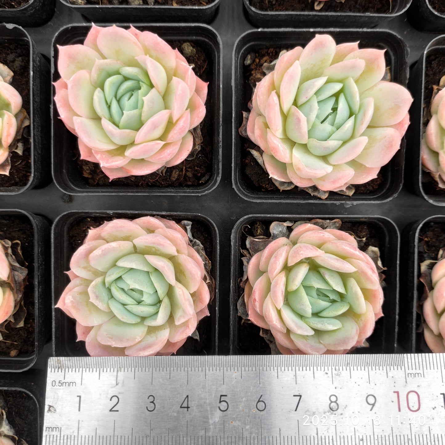 21585 Echeveria Pink Nation (5.5cm pot size)