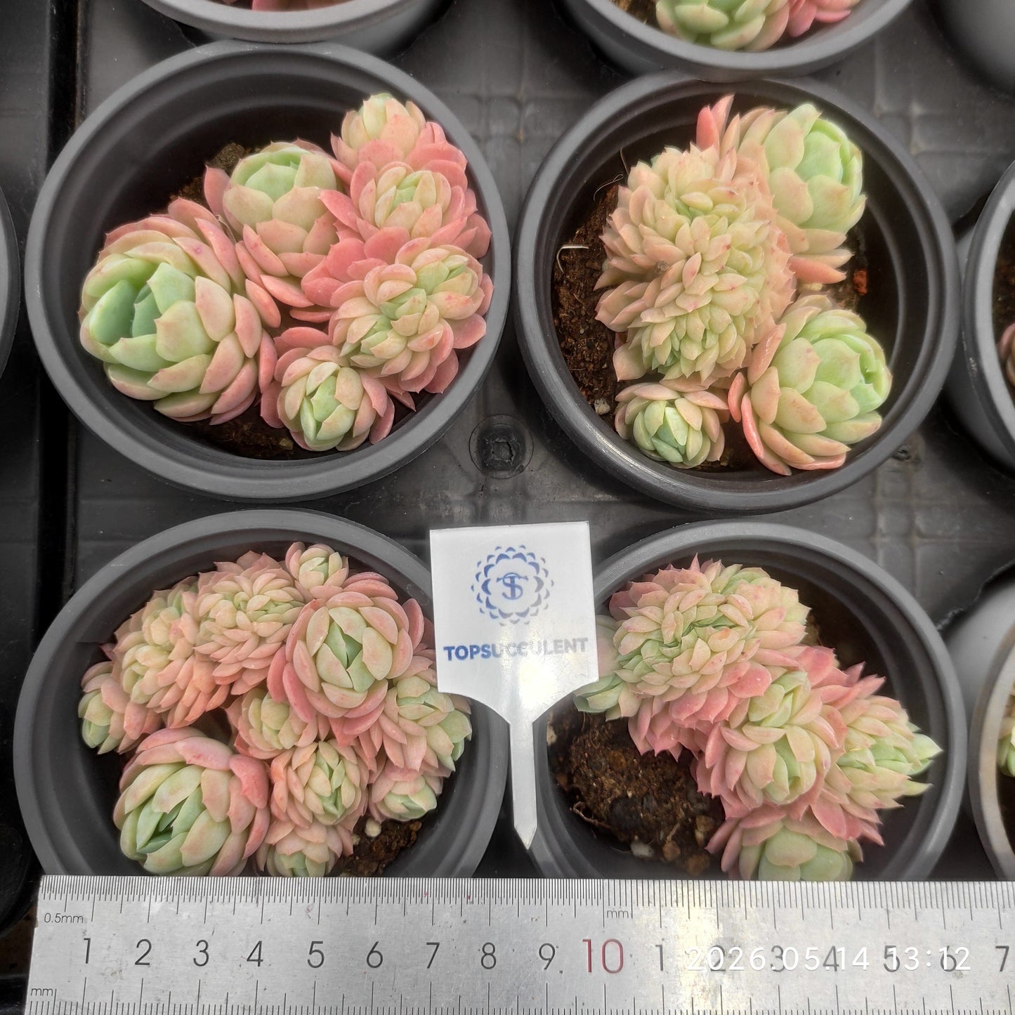 360513 Echeveria Lemon Berry Cristata (9cm pot size)