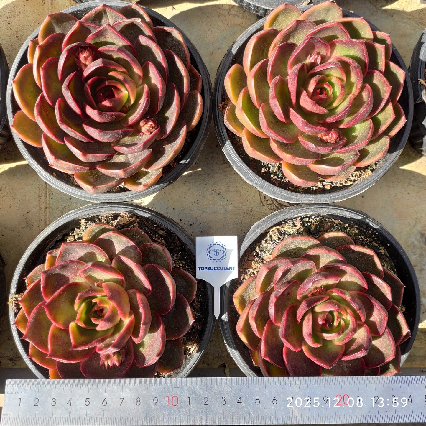 21956 Echeveria Traffic Light (16cm pot size)