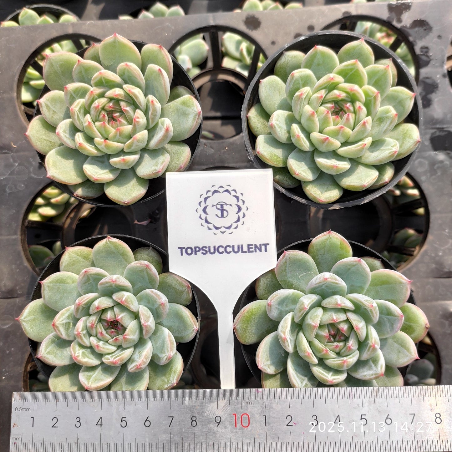 20855 Echeveria Snowflake Jenny (9cm pot size)