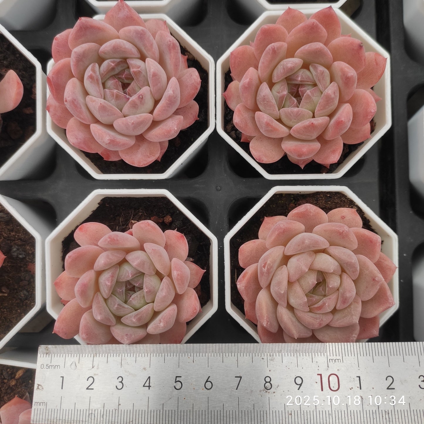 21545 Echeveria Pink Ice (7cm pot size)