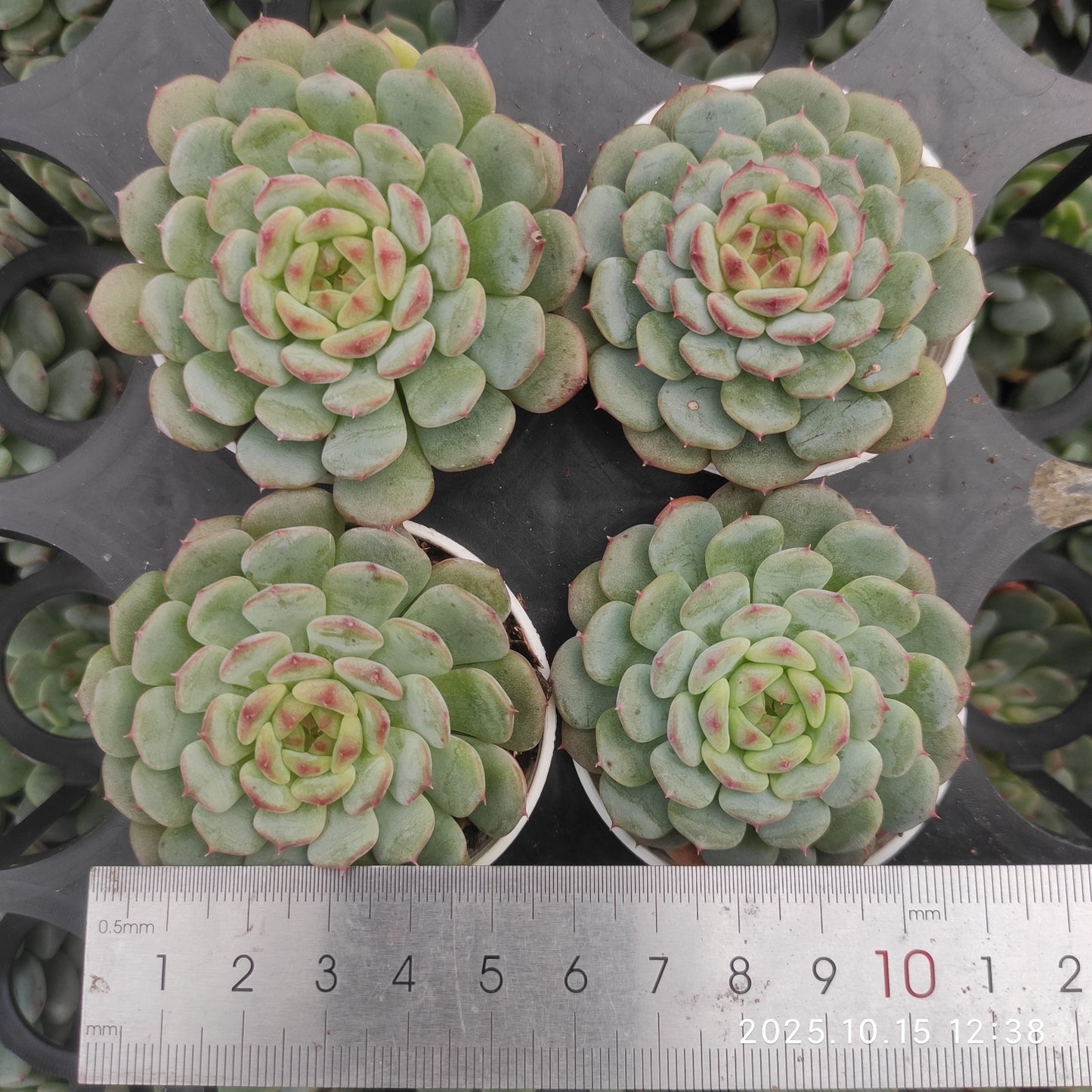 21464 Echeveria White Fat (5.5cm pot size)
