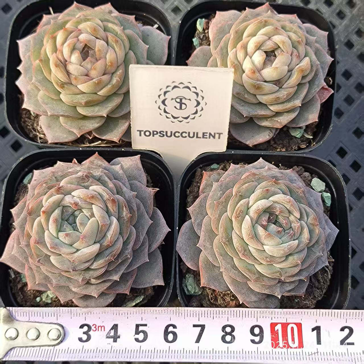 19915 Echeveria Amazing Grace (6.5cm pot size)