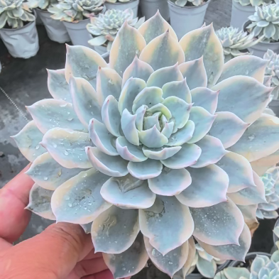 24424 Echeveria Subsessilis Variegated (12cm pot size)