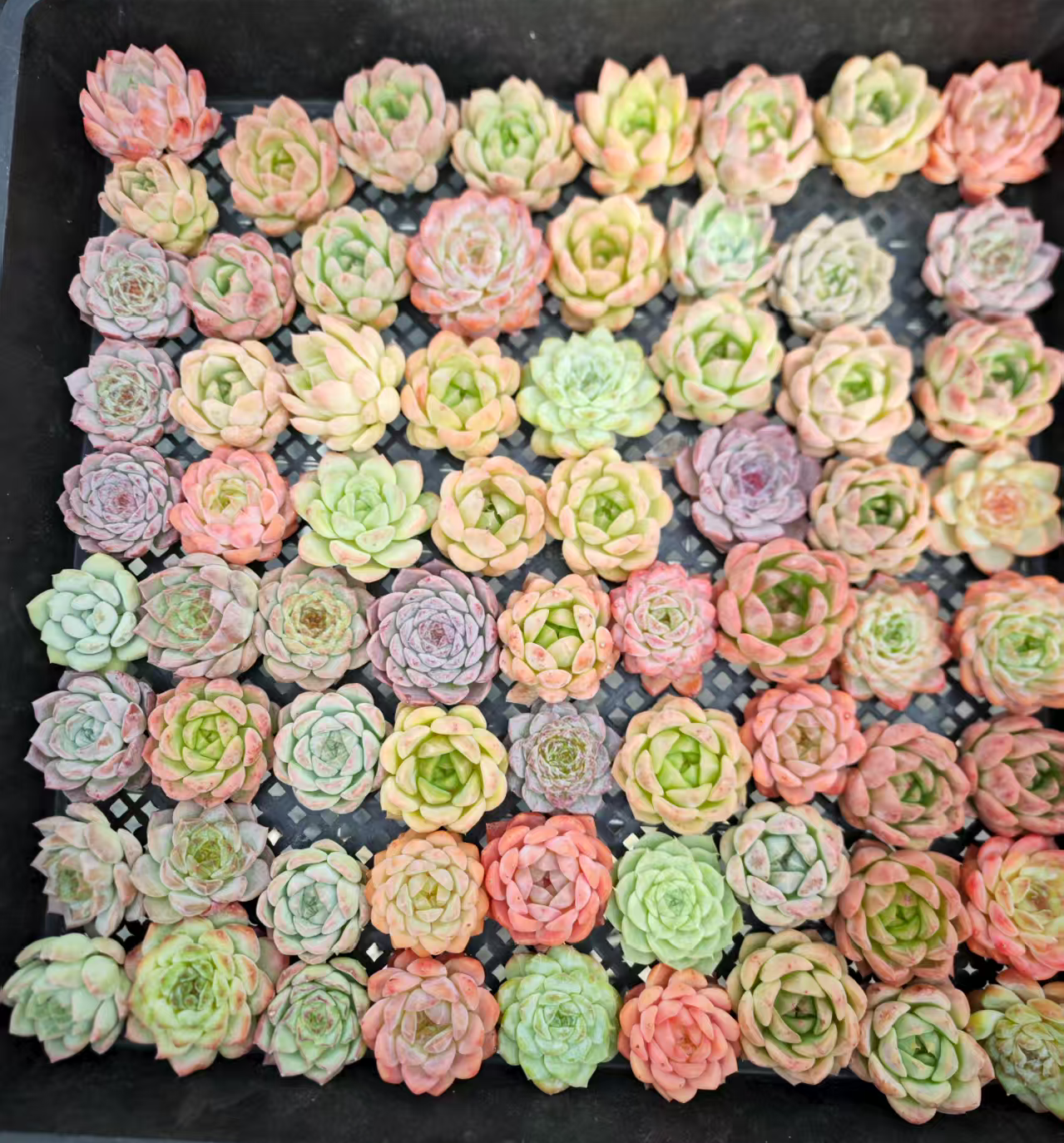 20076 Echeveria Tuscany x Frank (5cm pot size)