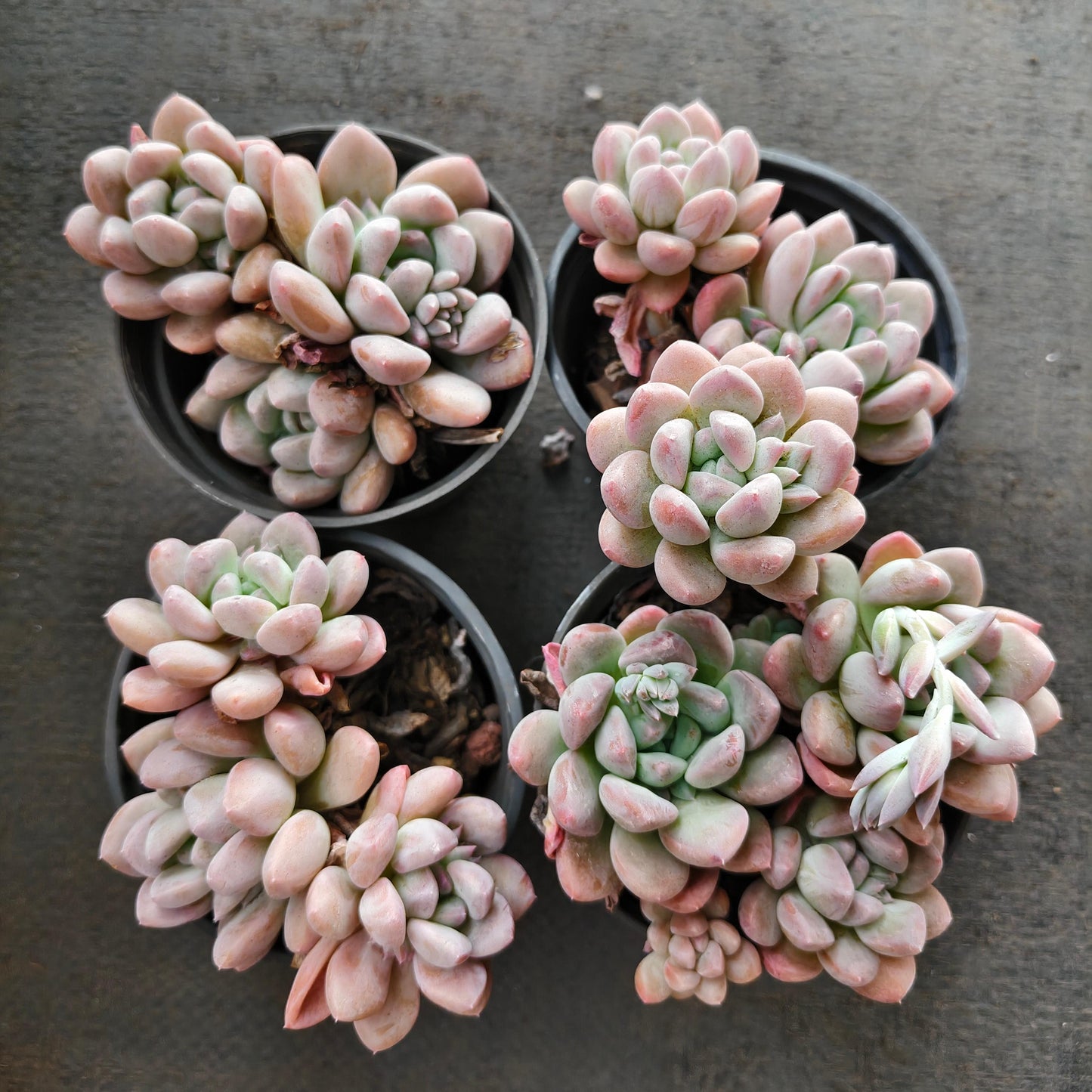 264287 Echeveria Sugar Jade (9cm pot size)