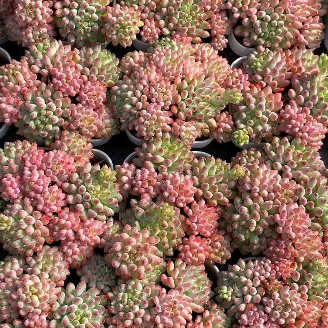 24597 Echeveria Fireworks (7cm pot size)