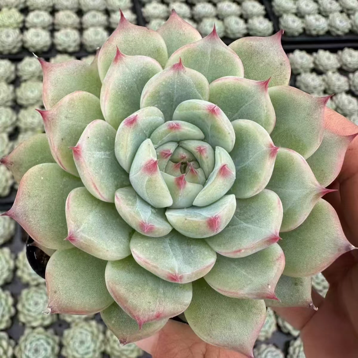 QNY187 Echeveria Pink Elf(7cm pot size)