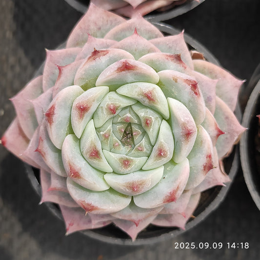 MMT887 Echeveria Red Velvet(5.5cm pot size)