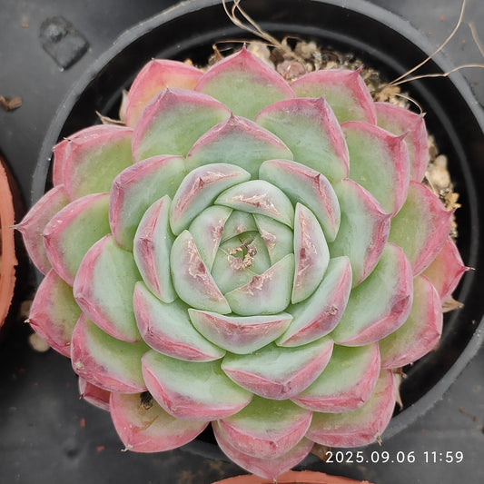 RC043 Echeveria Pink Crystal Rose(9cm pot size)