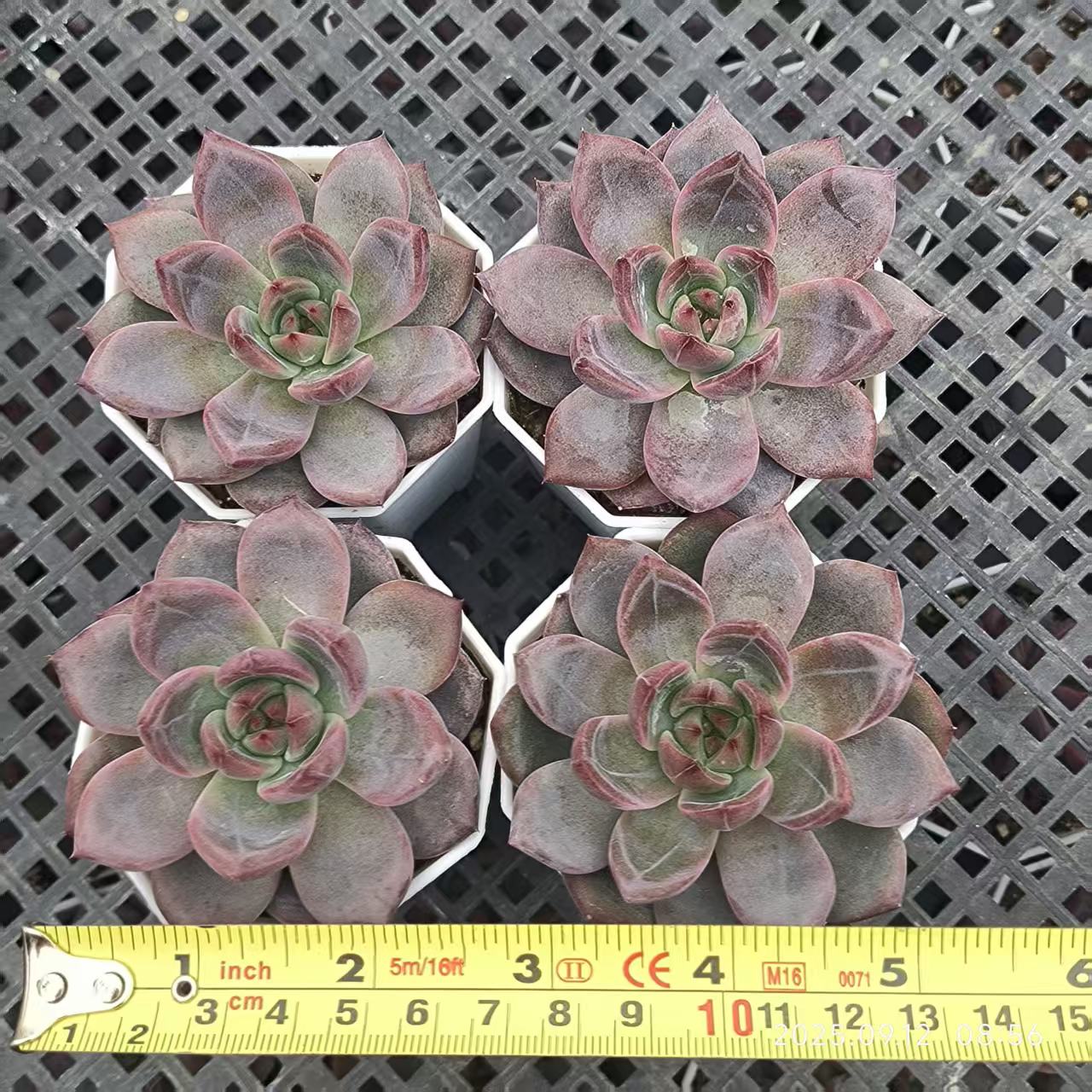 RDD287 Echeveria Dare Devil(6.5cm pot size)
