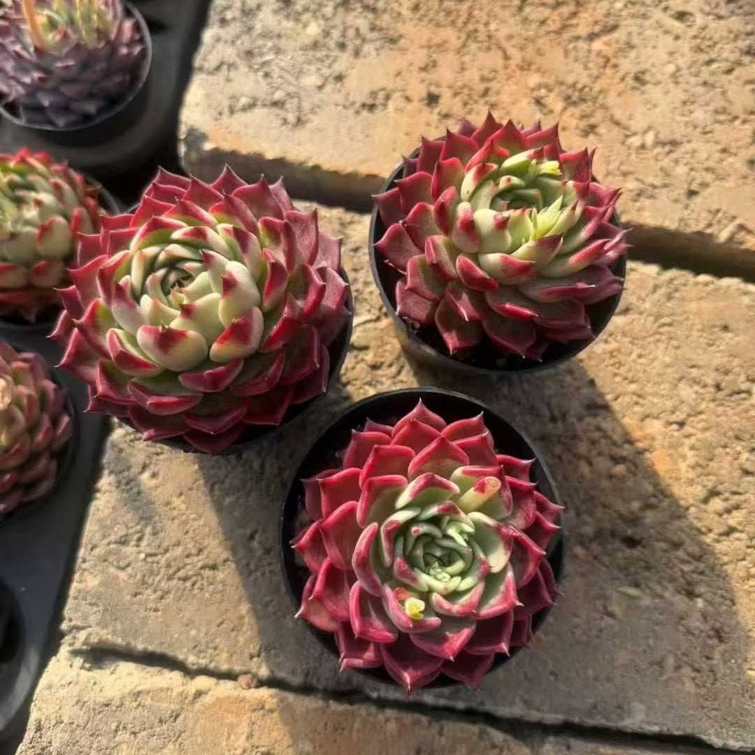 24959 Echeveria Black Night (9cm pot size)