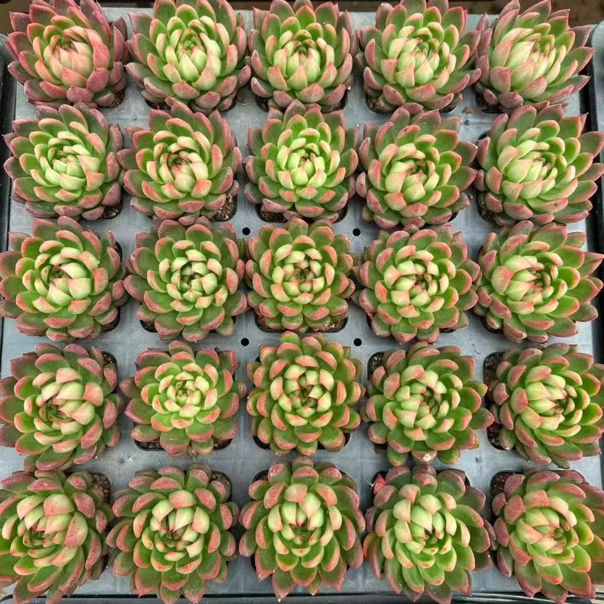 QNY162 Echeveria Sakyamuni(6cm pot size)