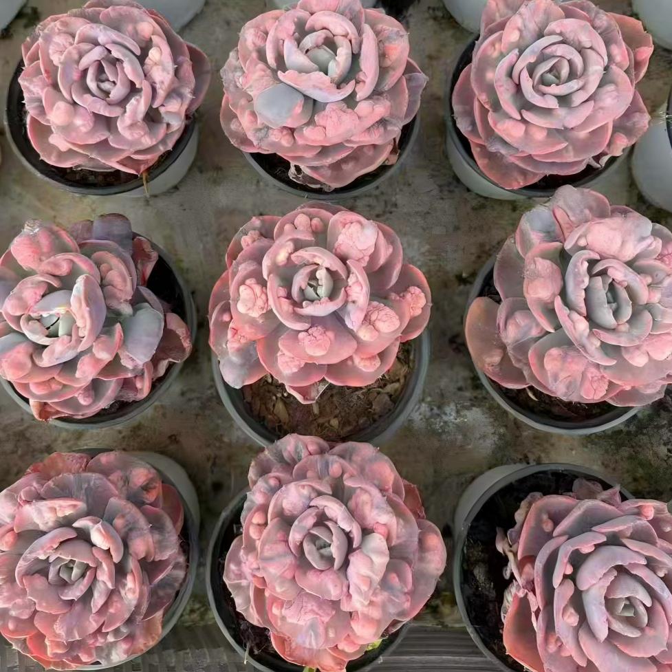 24376 Echeveria Rain Drops Variegated (11cm pot size)