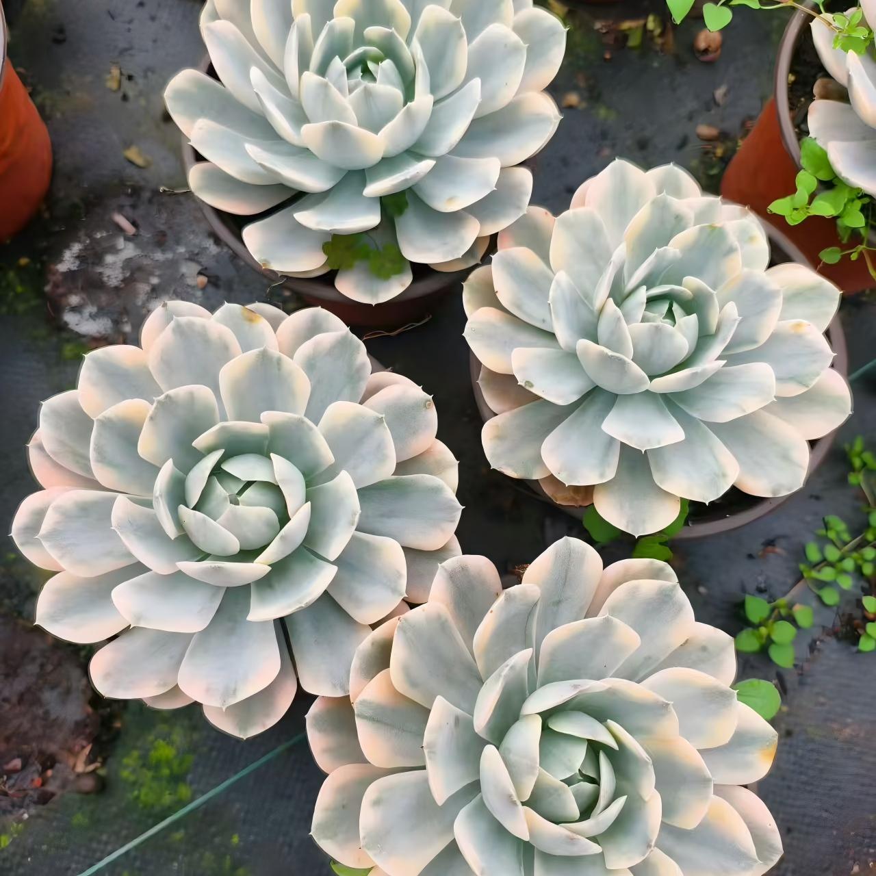 23022 Echeveria Makabenia Variegated (11cm pot size)