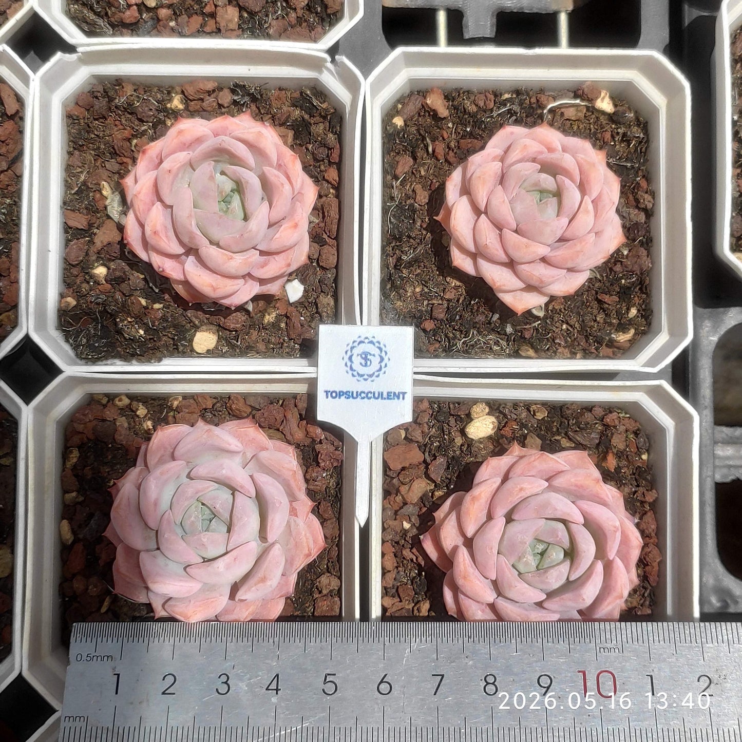 24655 Echeveria Coral Love (7cm pot size)