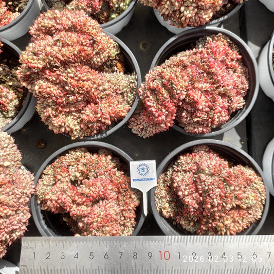 25630 Echeveria White Minima Cristata (9cm pot size)