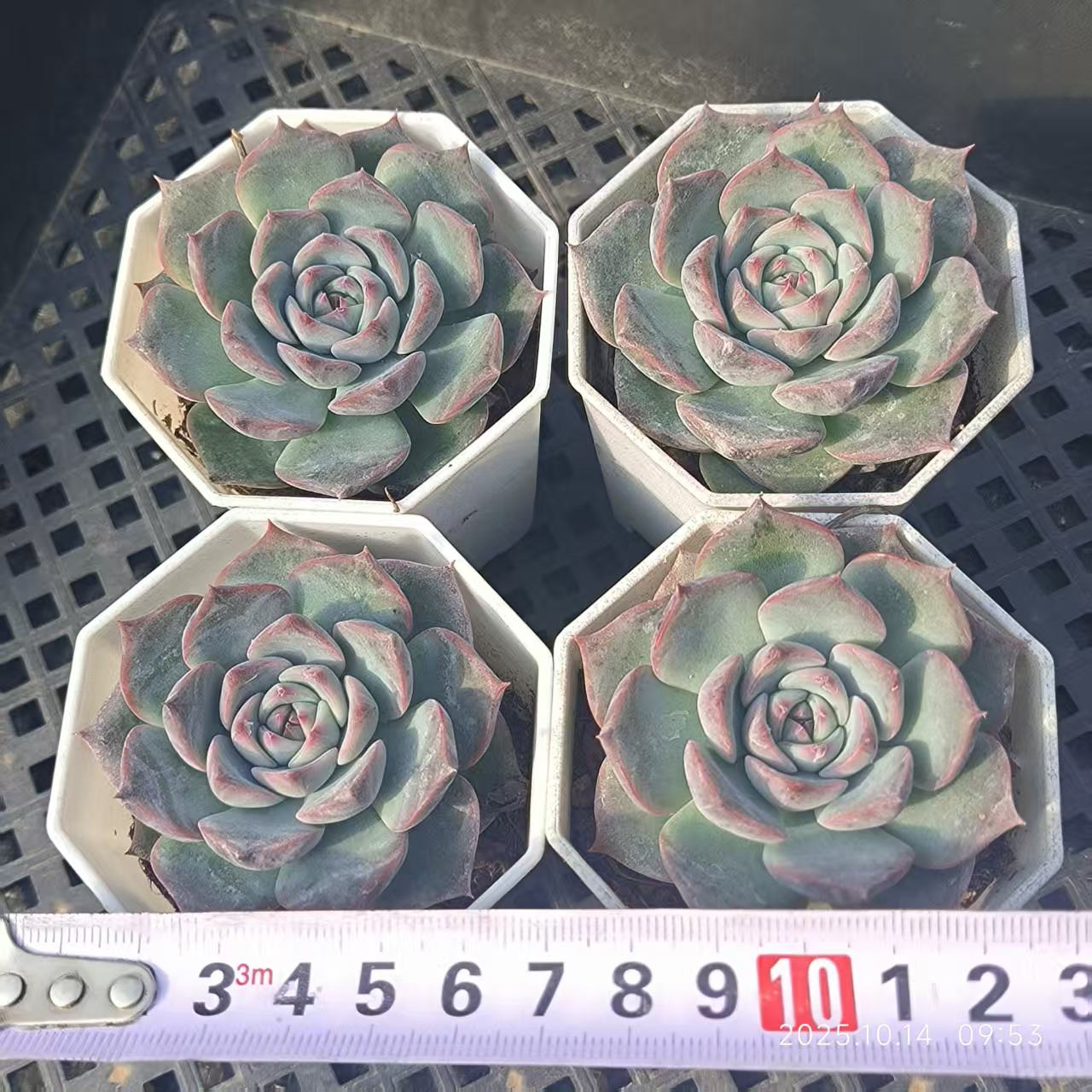 3648 Echeveria Caroline (7cm pot size)