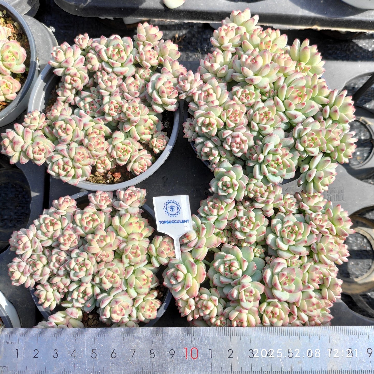 23225 Echeveria Caramel Sprite (9cm pot size)