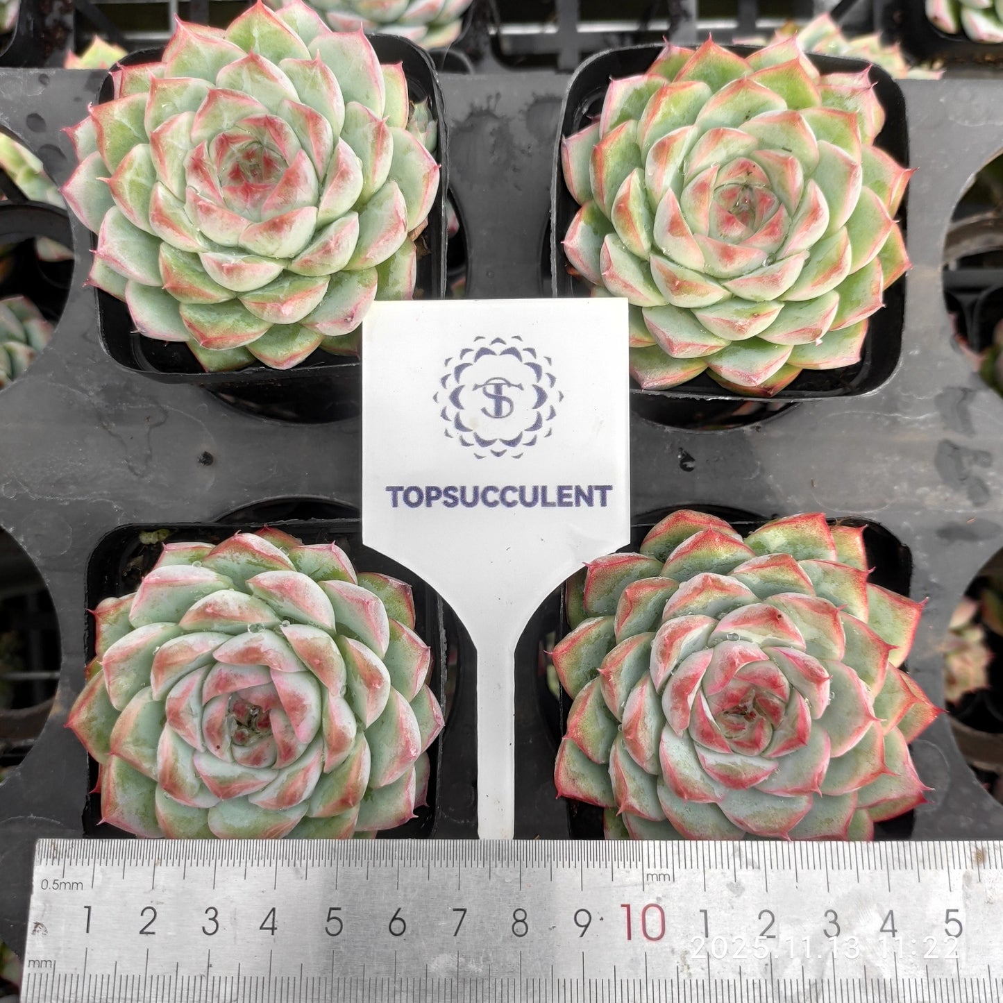 2626 Echeveria Queen of Peach (7cm pot size)