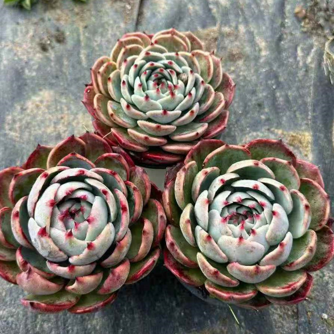 24059 Echeveria Chihuahuaensis (12cm pot size)