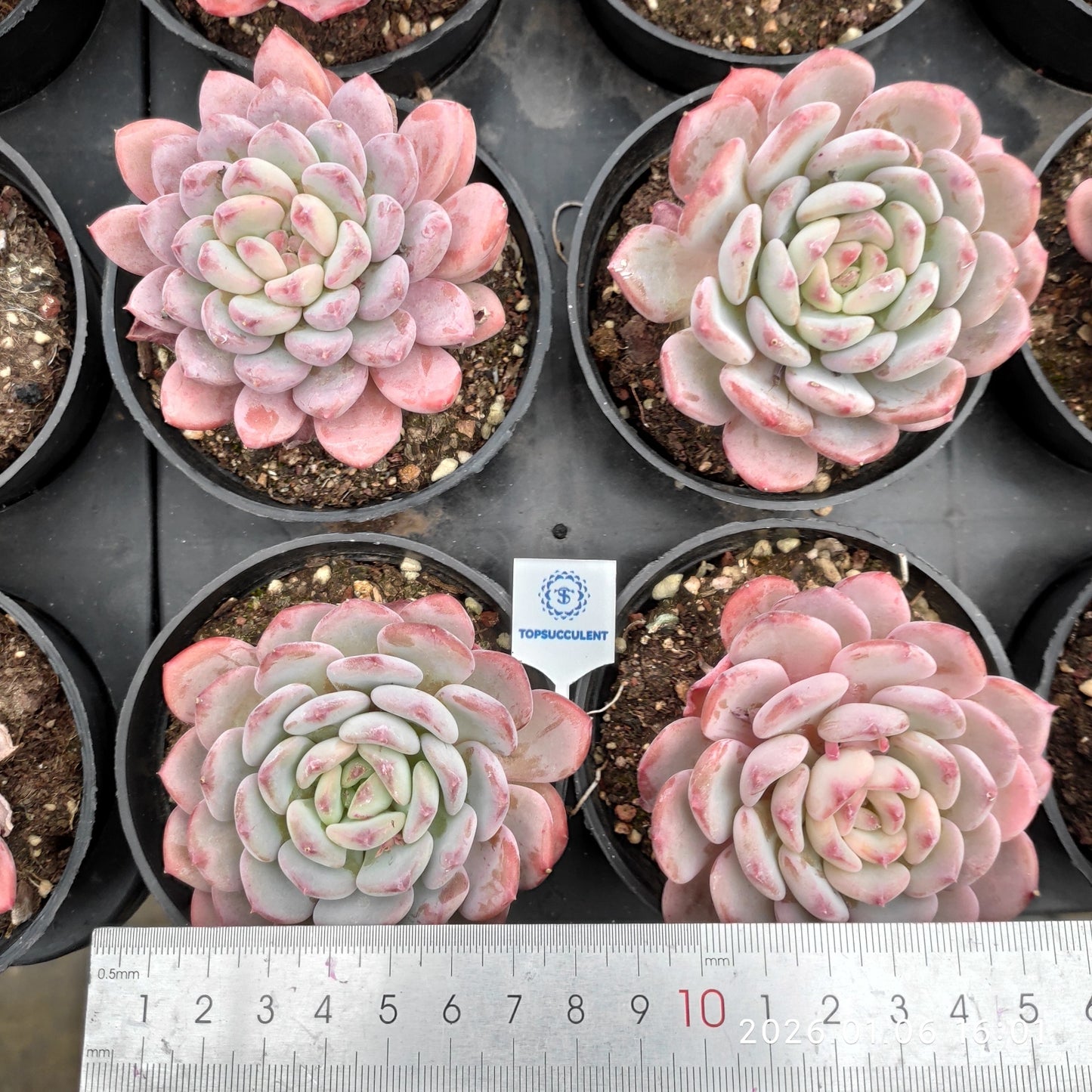 18917 Echeveria Pink Jenny (9cm pot size)