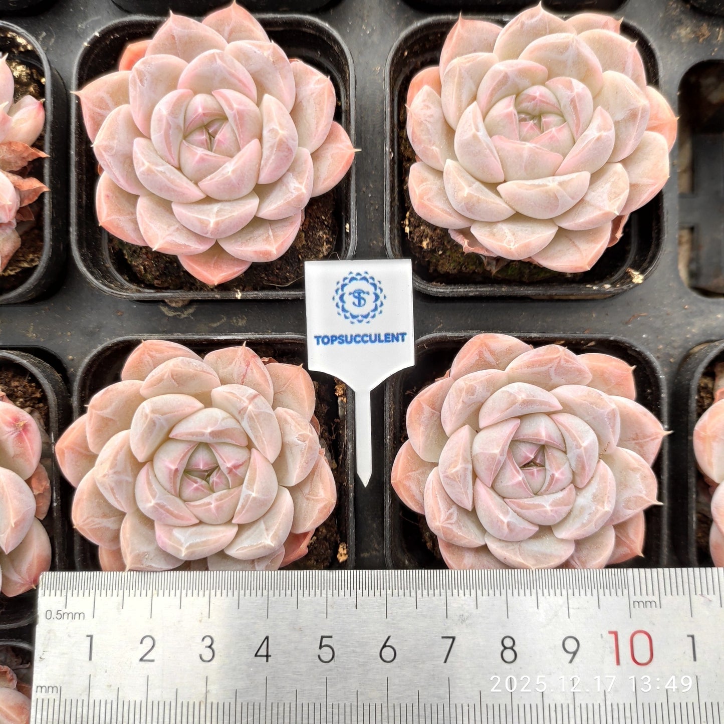 23759 Echeveria Thick Monroe Hyb (5.5cm pot size)