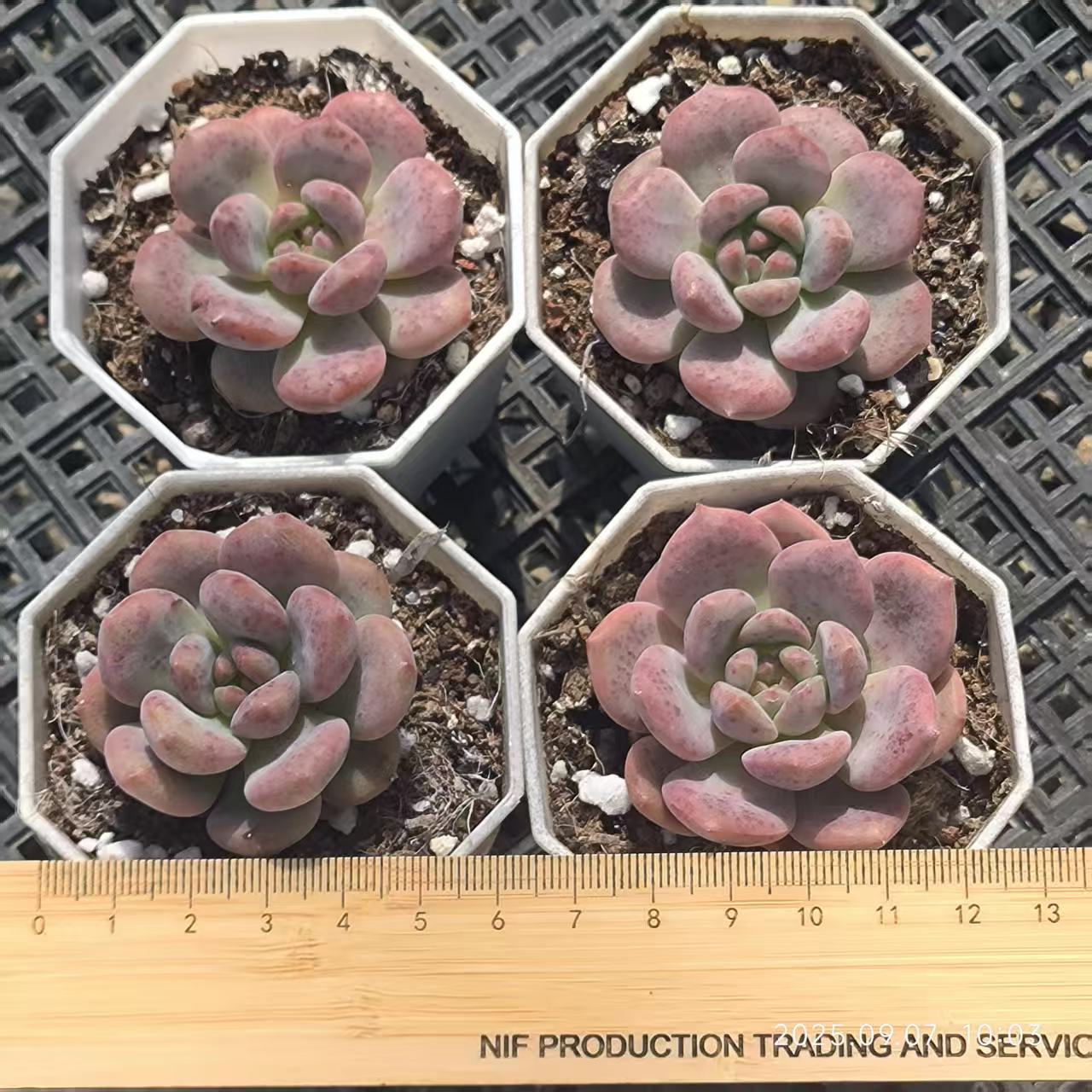 12237 Echeveria Ariel (5cm pot size)