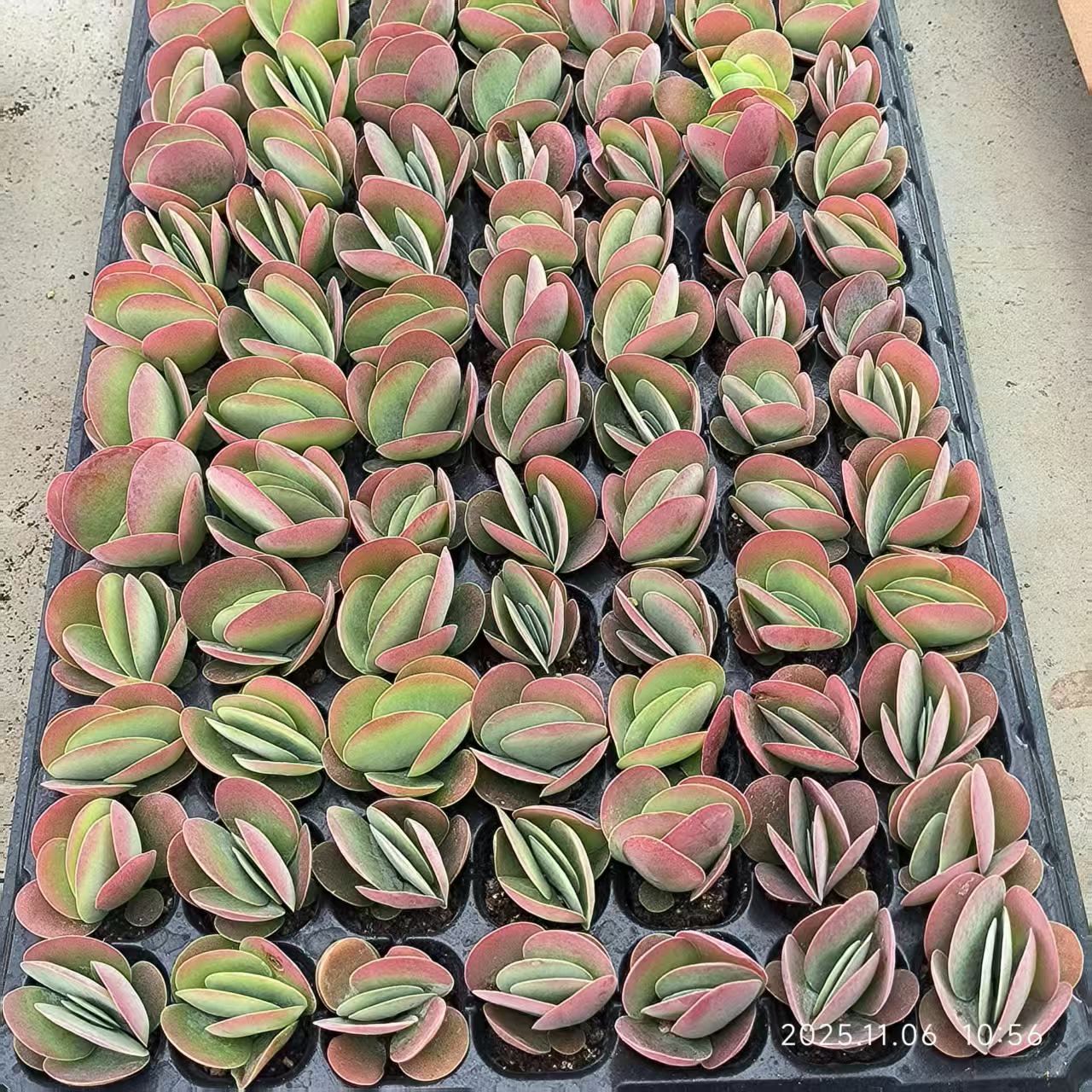 22039 Echeveria Kalanchoe Thyrsifolia (3cm pot size)