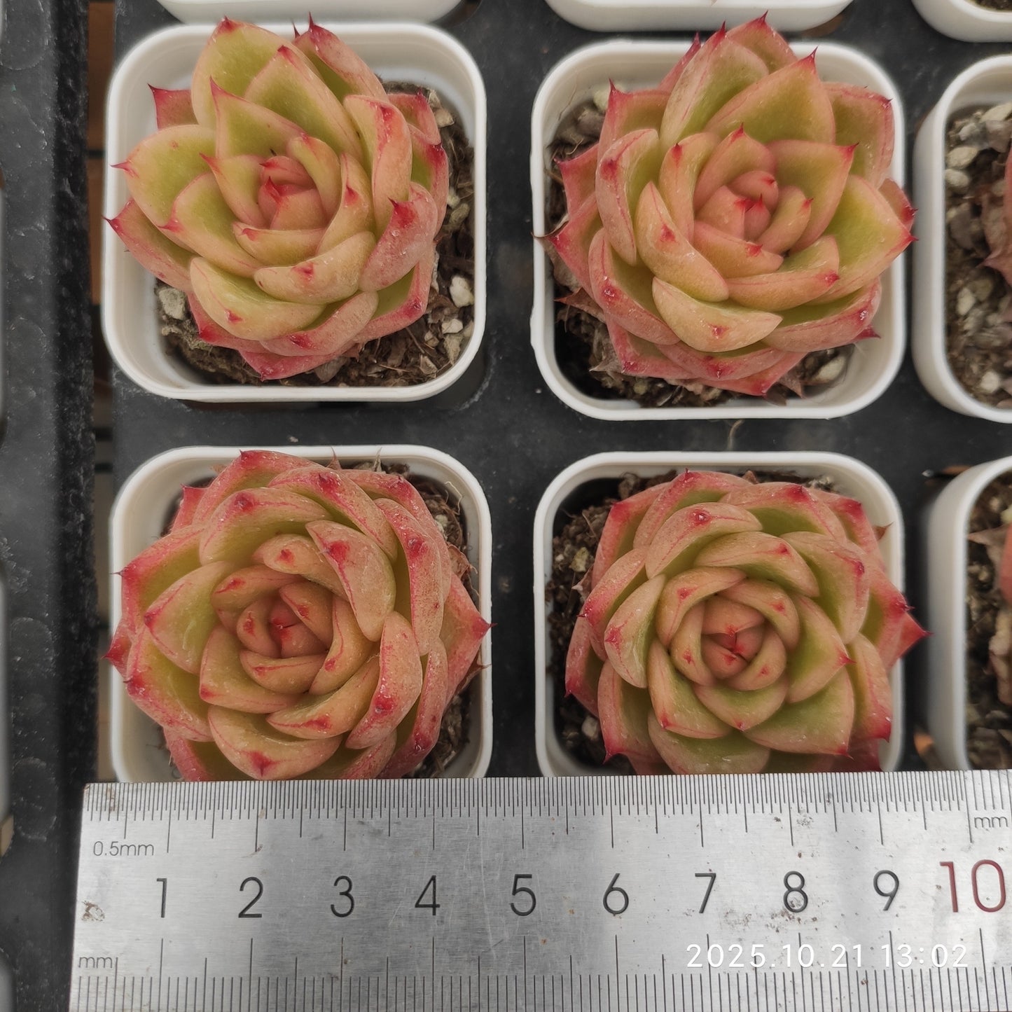 21892 Echeveria Alone Star Hyb (5.5cm pot size)